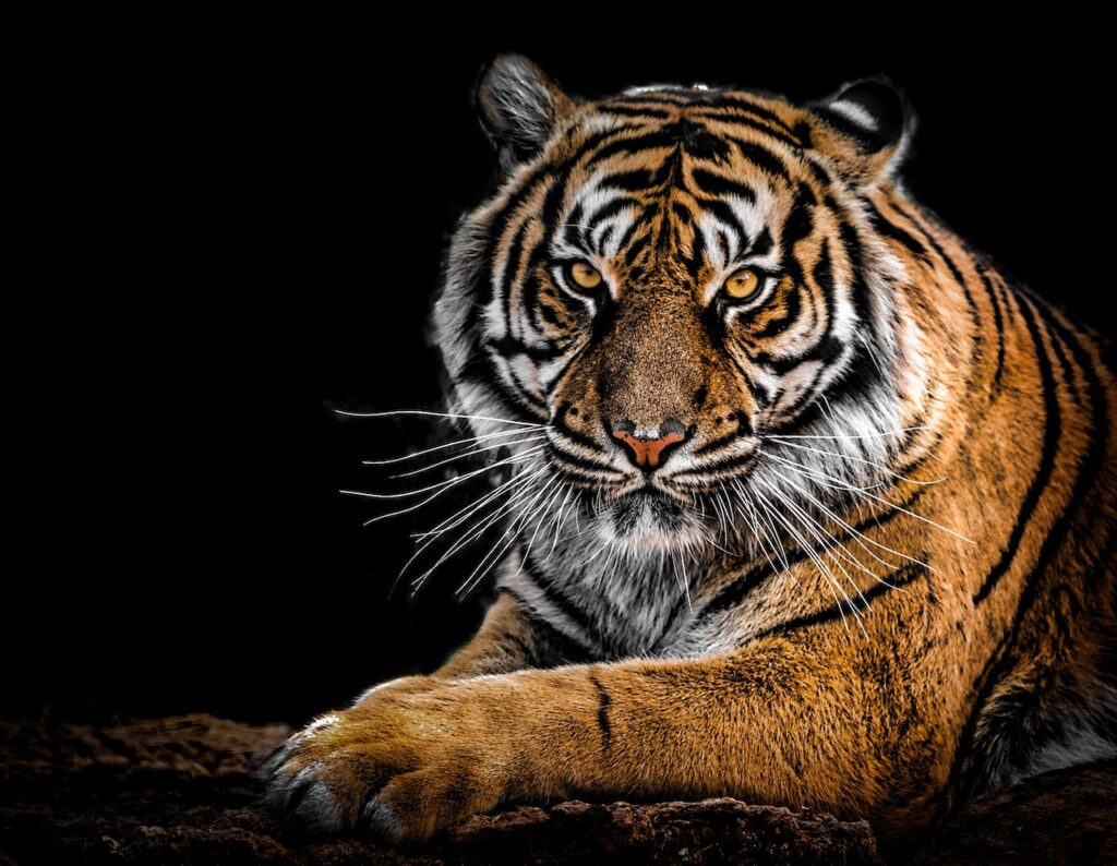 Tiger with black background