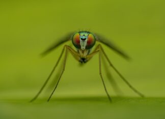 Moquito closeup on green background