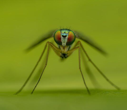 What Would Happen If Mosquitoes Went Extinct? Moquito closeup on green background