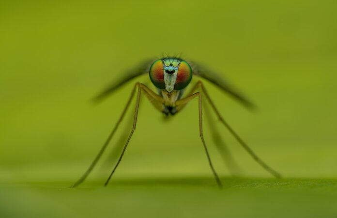 Moquito closeup on green background