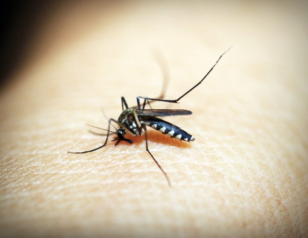 Mosquito biting human skin