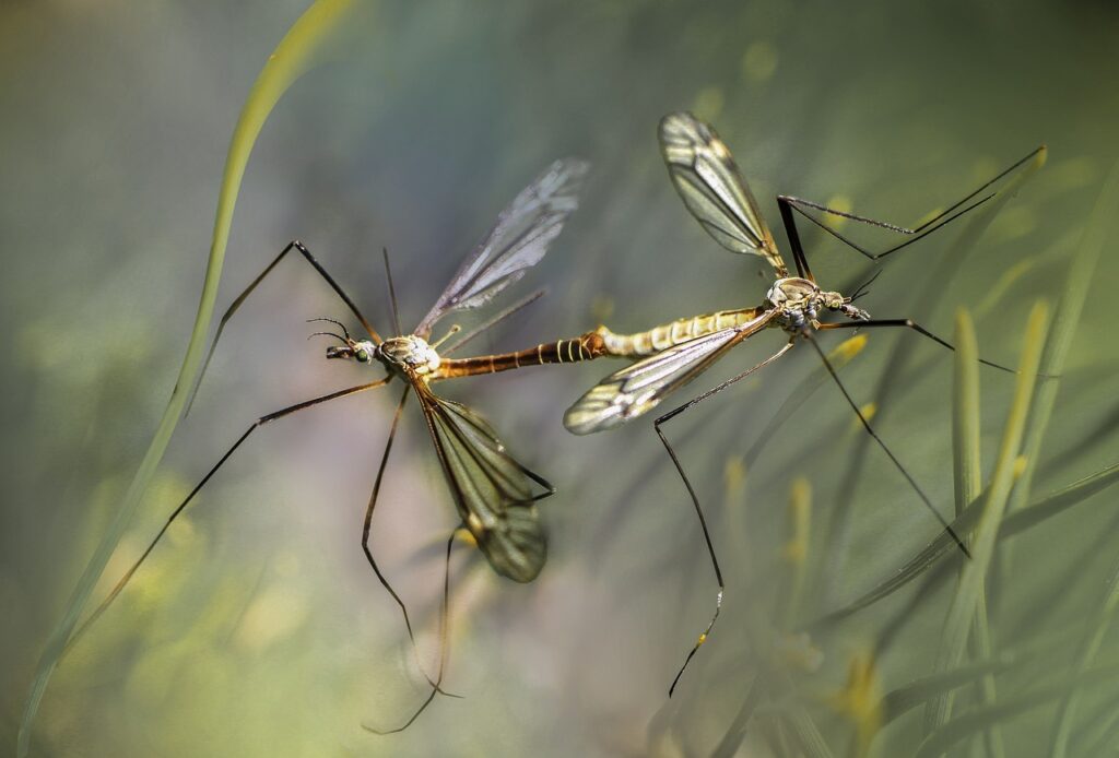 Mosquitoes and ecosystems