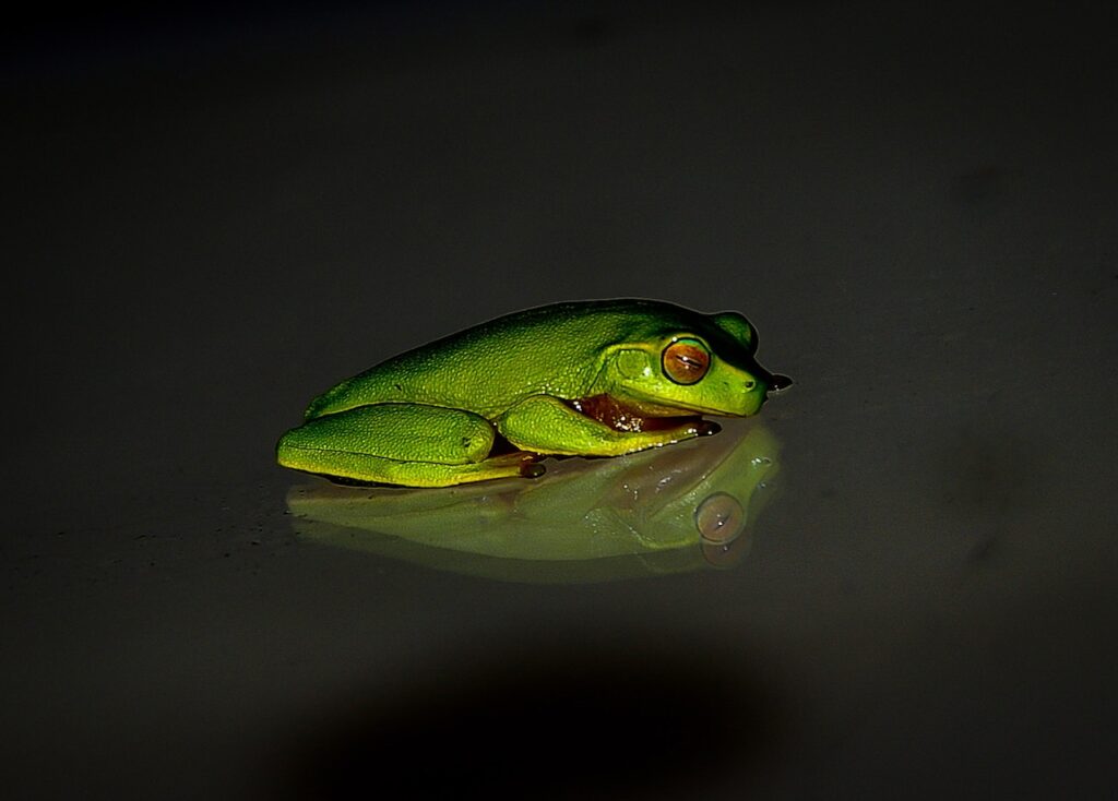 Green frog on black background