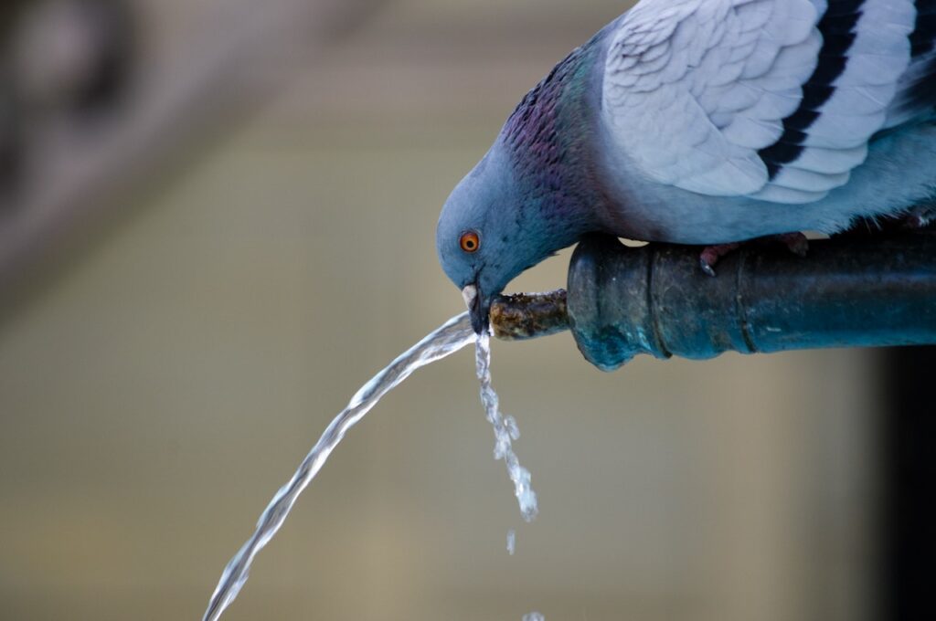 Pigeon drinking water