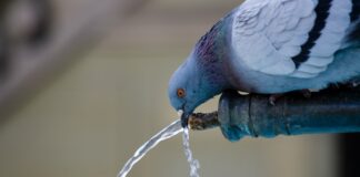 Pigeon drinking water