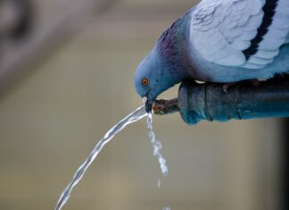 Pigeon drinking water