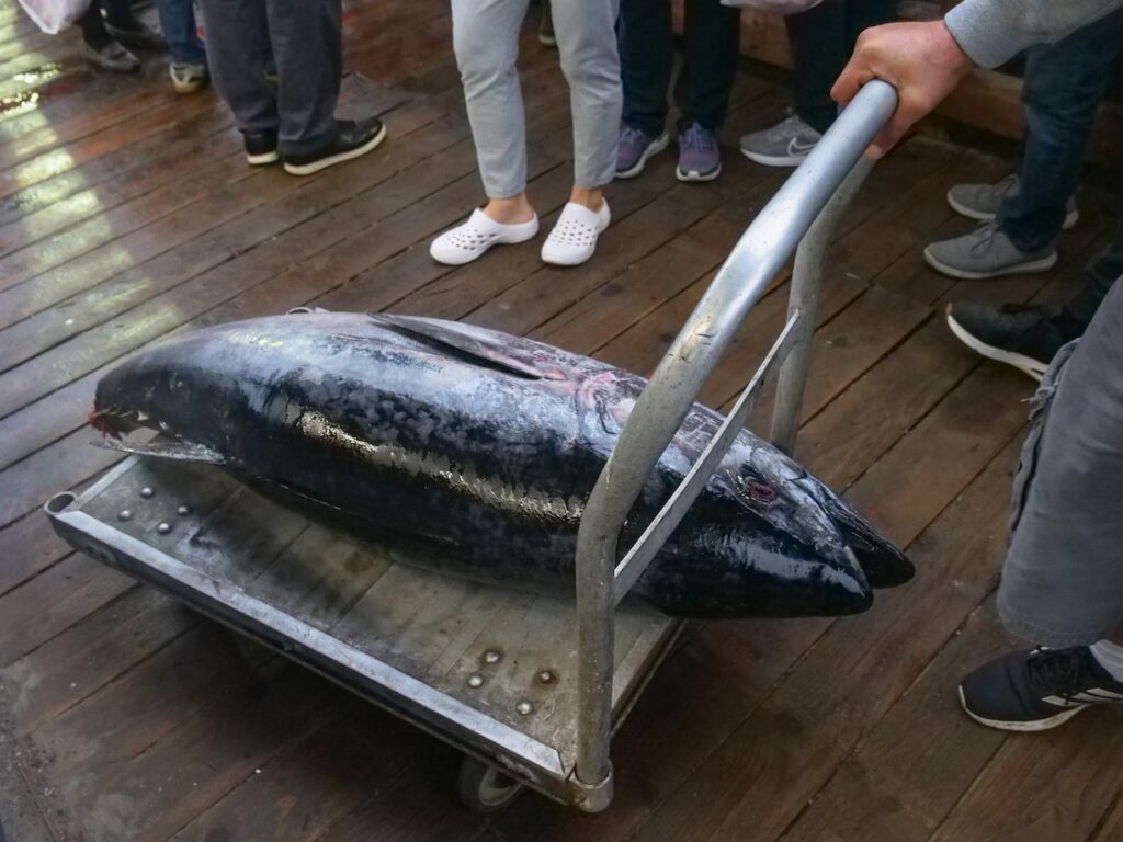 Big Tuna Caught