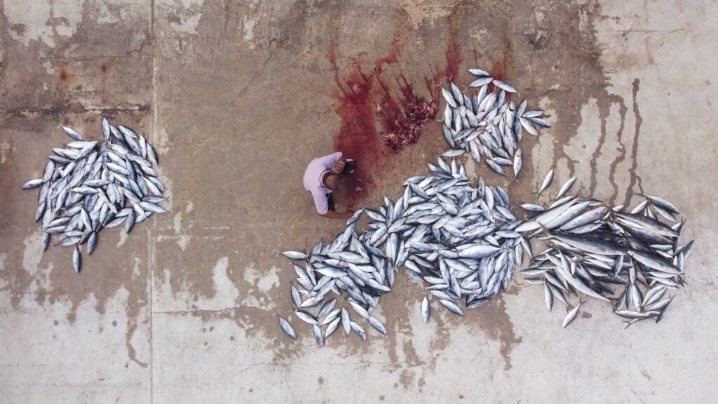 Fish on concrete floor