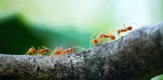 Macro photo of orange ants with green background