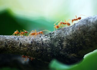 Macro photo of orange ants with green background