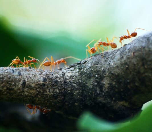 Macro photo of orange ants with green background