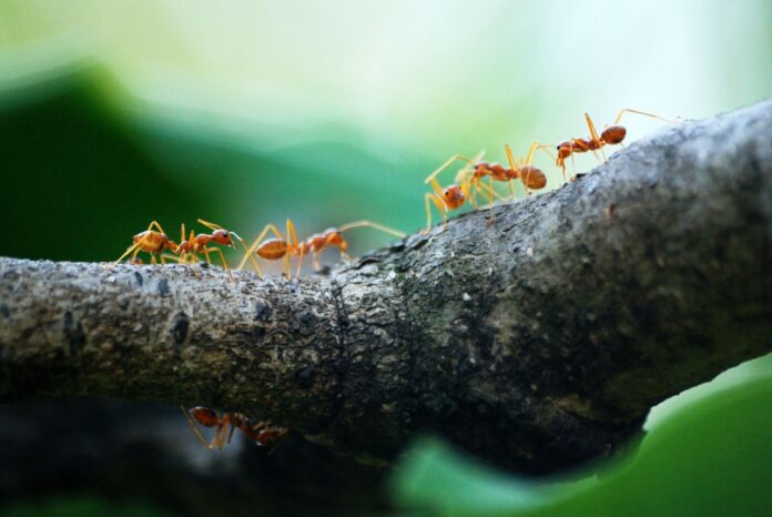 Macro photo of orange ants with green background