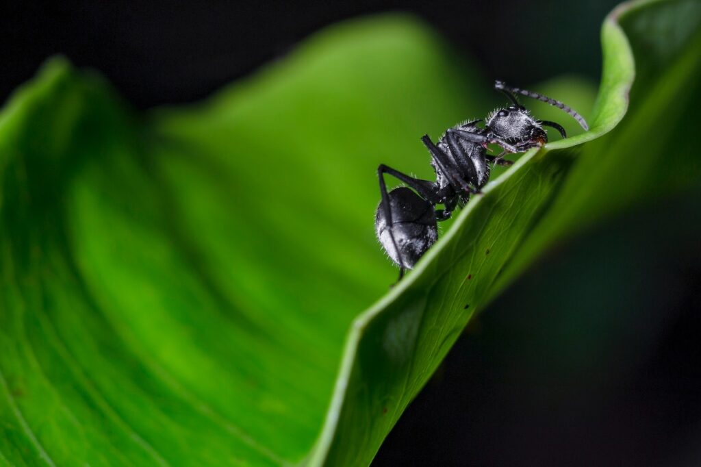 Black Carpenter Ant on Leaf in Close-up Photography

