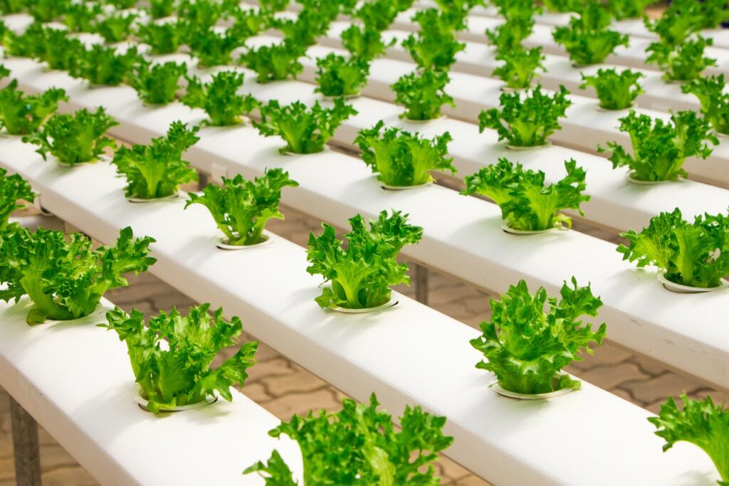Food industry - lettuce 