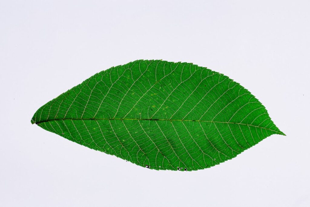 Green leaf - photosynthesis