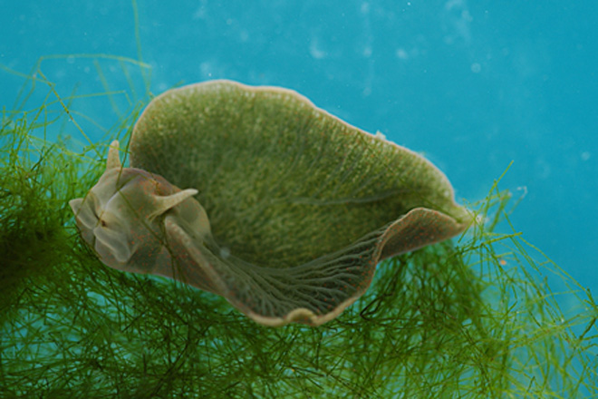 Elysia Chlorotica - Green Slug