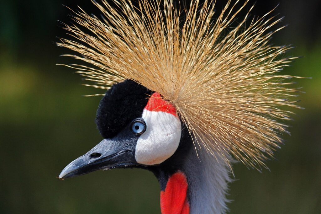 Black crowned crane bird - biological diversity