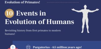 Infographic Evolution of Humans & Primates