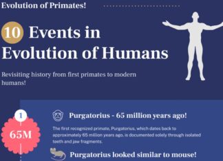 Infographic Evolution of Humans & Primates