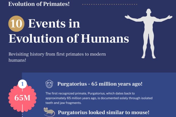 Infographic Evolution of Humans & Primates