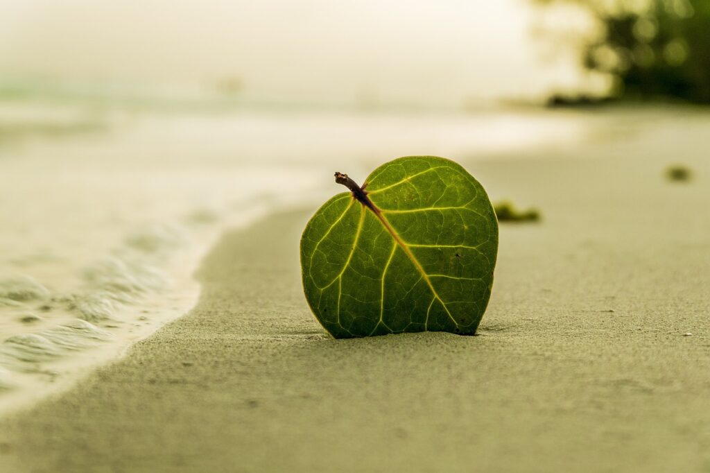 Lone leaf on sand near ocean