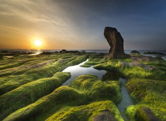 Phytoplankton in oceans