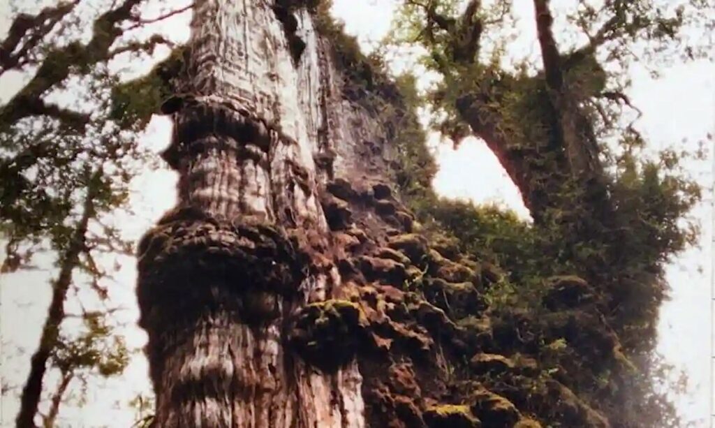 Old Alerce Tree
