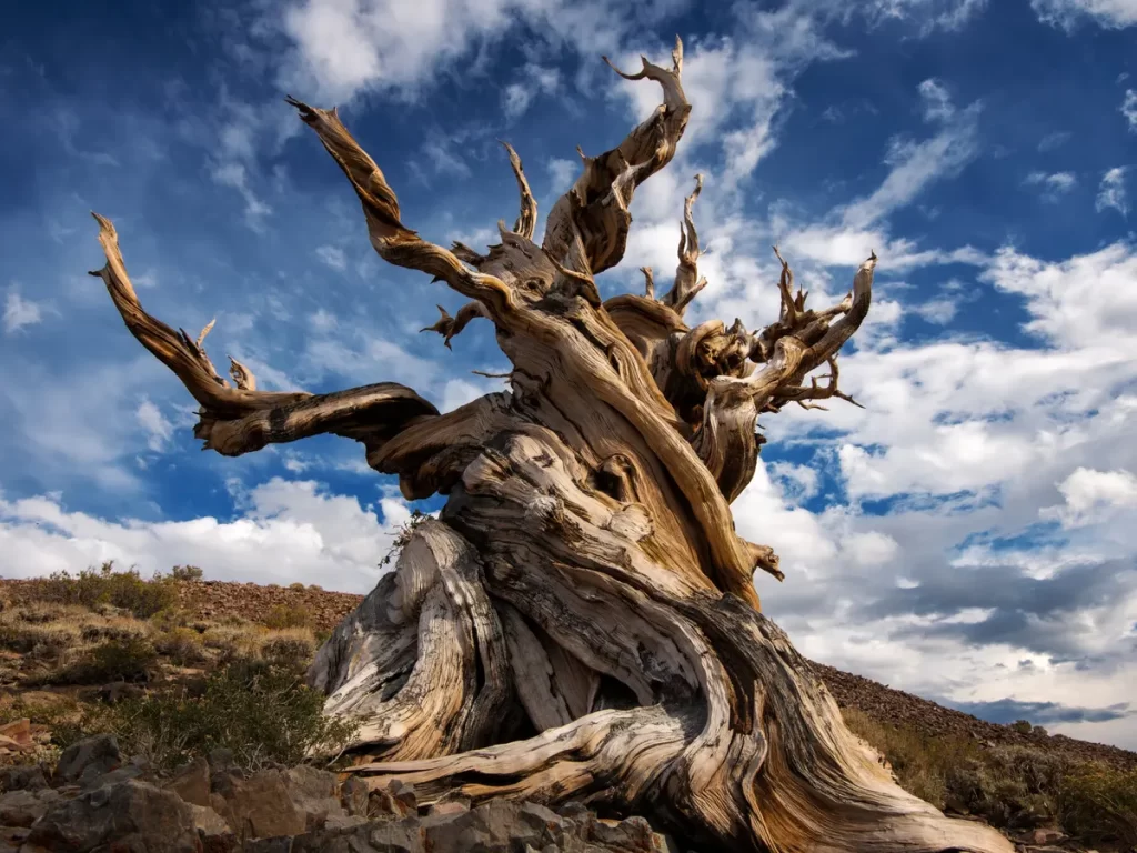 Methuselah old tree