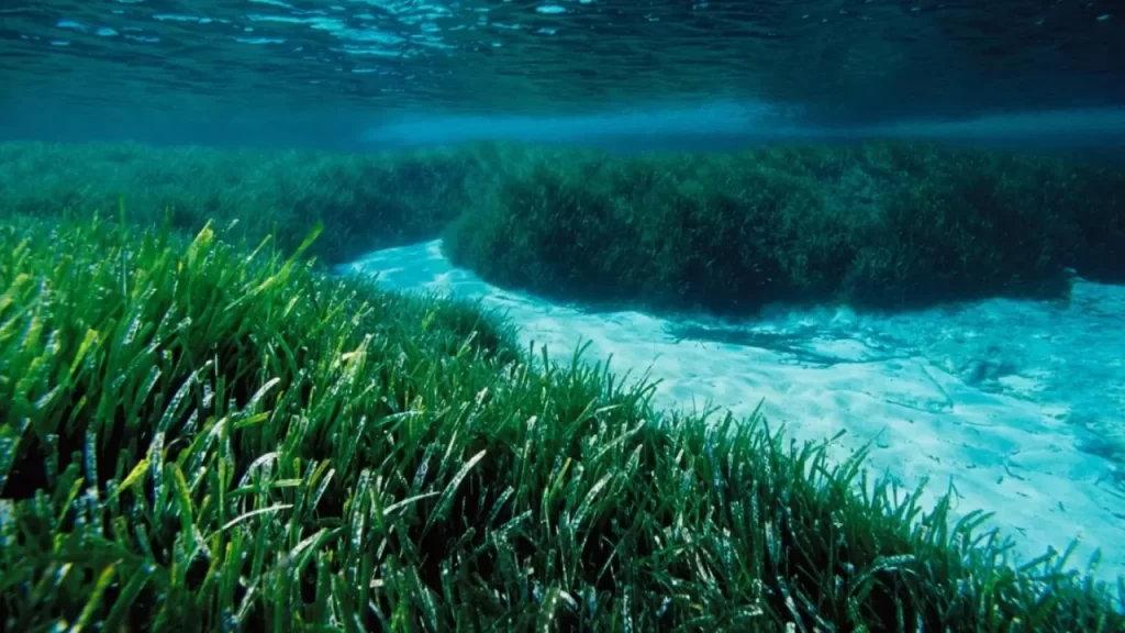 Posidonia oceanica seagrass