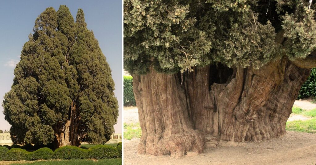 The Cypress of Abarkuh Tree