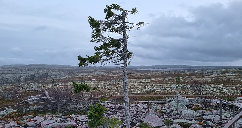 Old Tjikko Tree