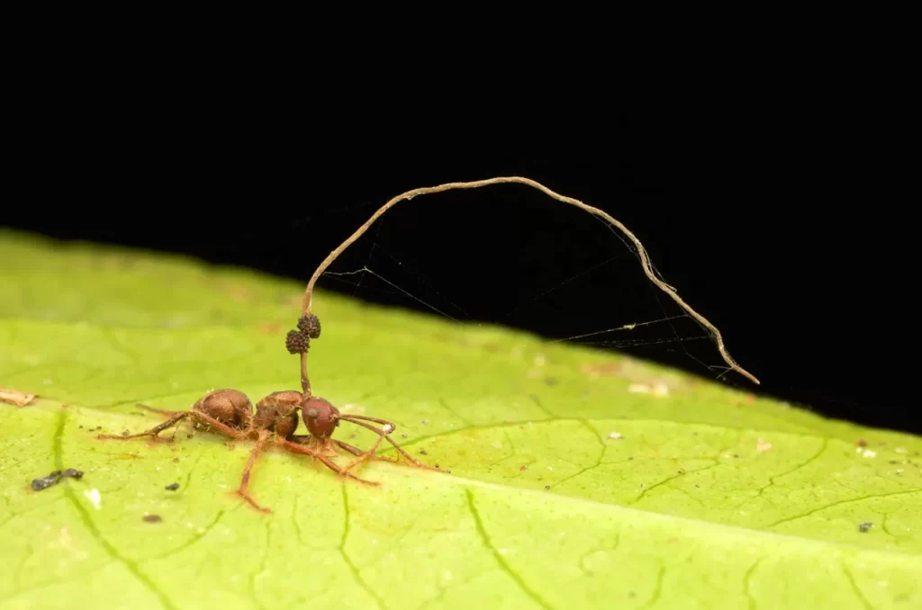 Zombie ant fungus