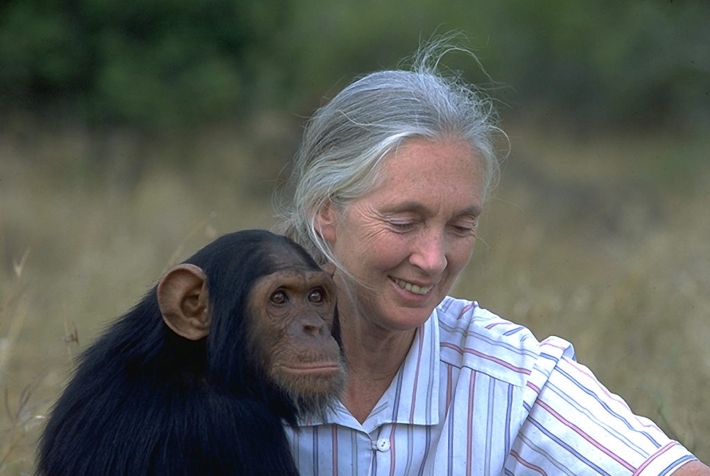 Jane Goodall with chimpanzee